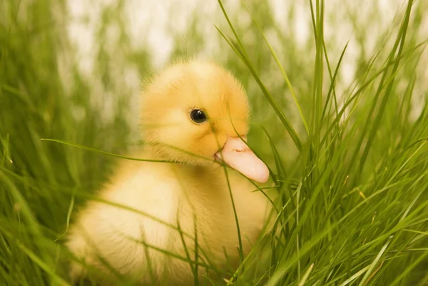 Cute duckling — Stock Photo #1890699