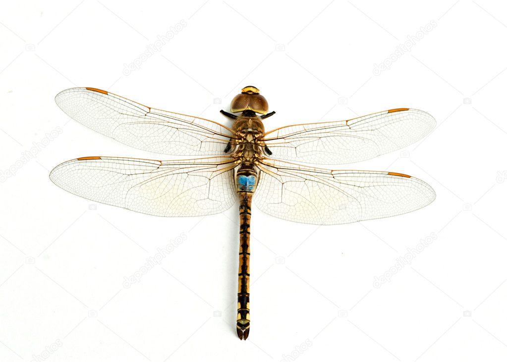 dragonfly white background