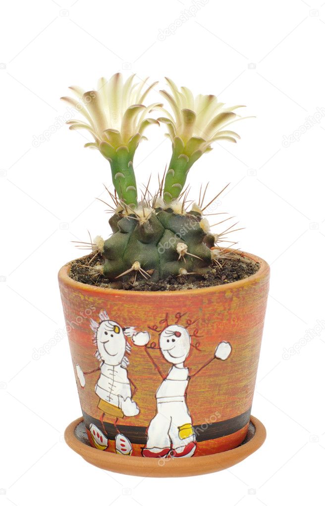 cactus gymnocalycium