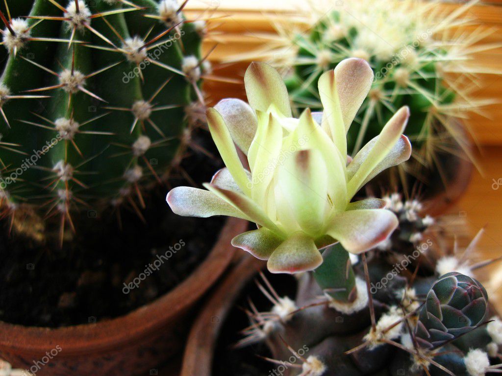 cactus gymnocalycium