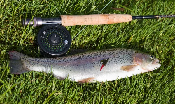 Rainbow trout and rod