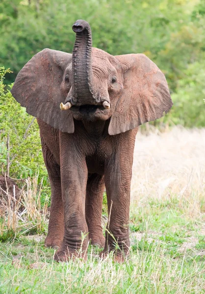 Young Elephant bull