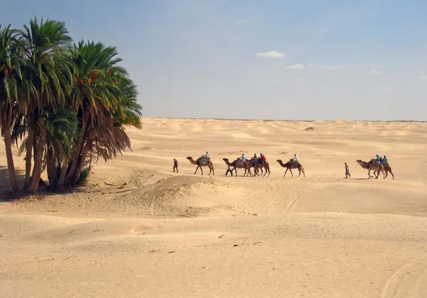 Camel caravan comes to oasis