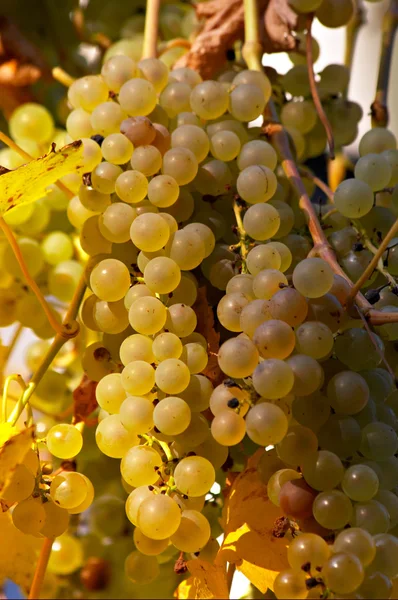 Fresh and juicy grapes on the vine — Stock Photo #1891950