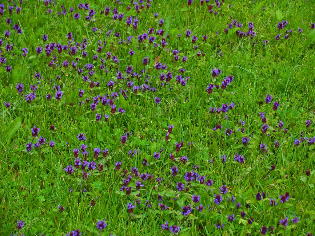 Rasen mit Blumen — Stockfoto © andrewprist 1823676