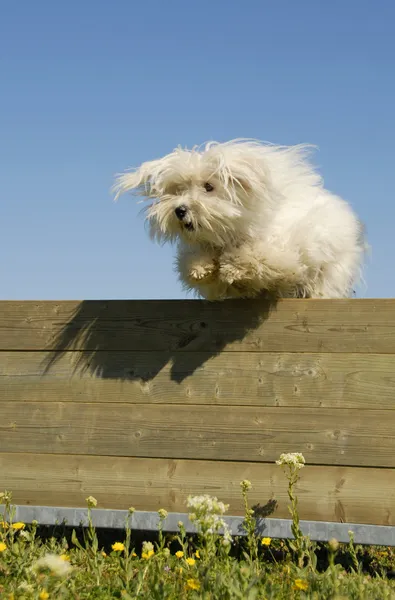 Jumping maltese dog