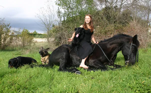 Horse lying down and dogs