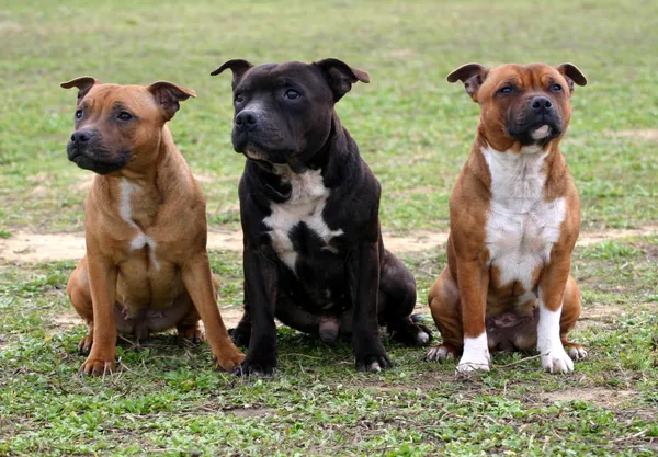 Staffordshire bull terriers