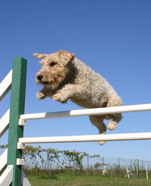 Jumping Fox terrier — Stock Photo #2124683