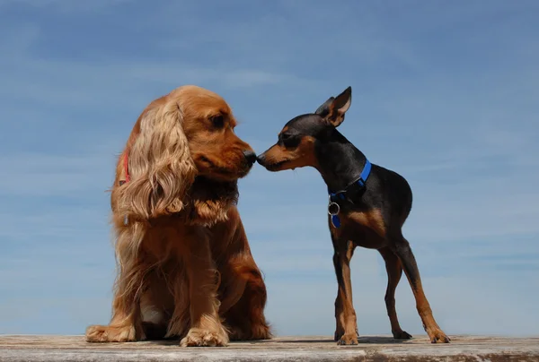 Two dogs kissing