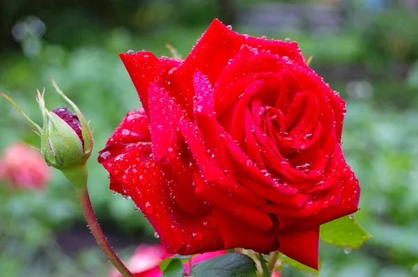 Red rose with dew drops — Stock Photo #1958814