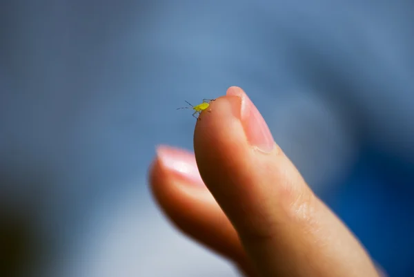Little bug on girl finger
