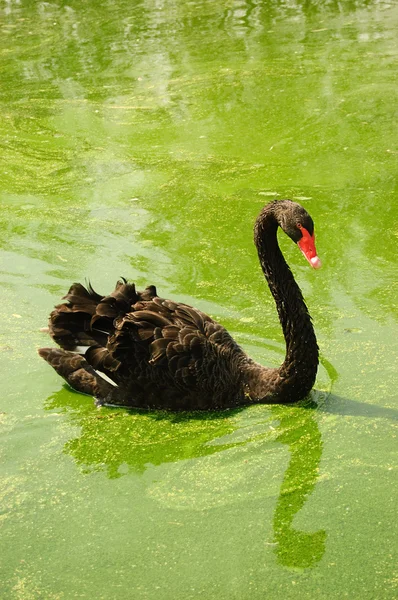 Black swan swimming in green lake
