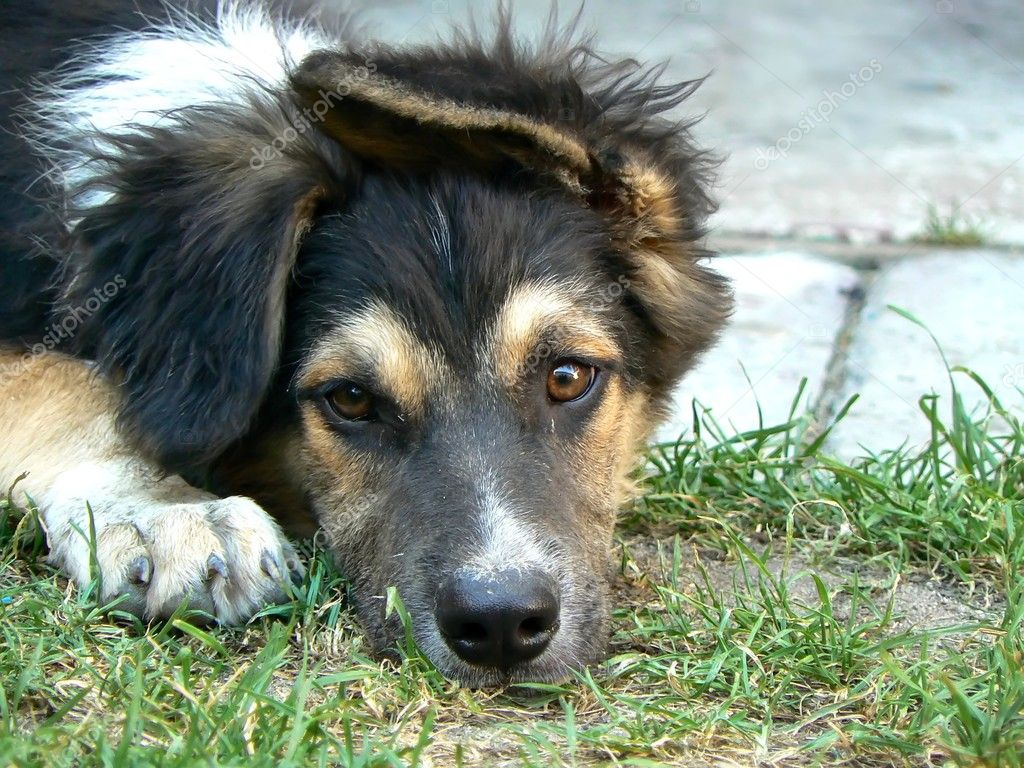 Молодая Собака Фото