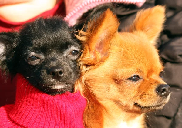 Two dogs chihuahua red and black