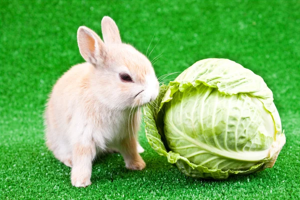Domestic bunny and cabbage