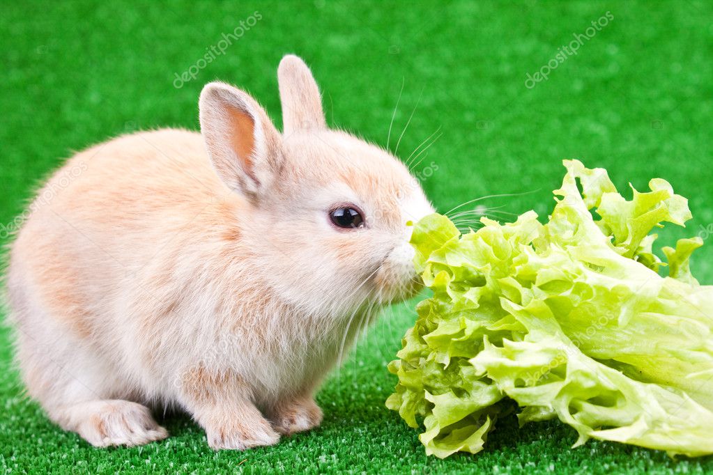 one-cute-bunny-eating-stock-photo-luckybusiness-2625954