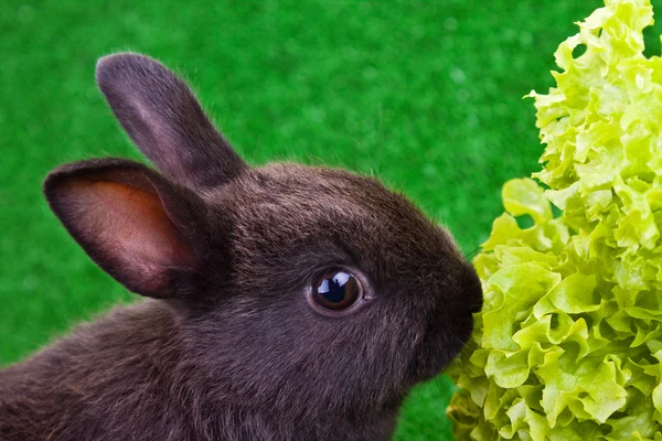 Close-up of rabbit eating