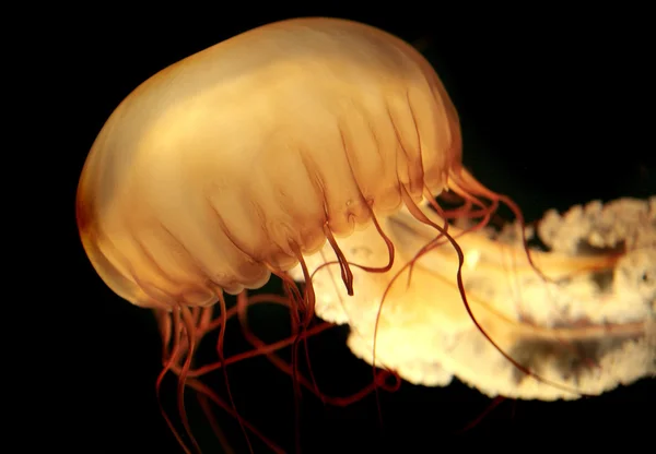 Giant orange jellyfish