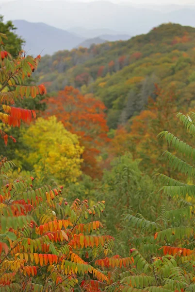 Smoky Mountains foliage