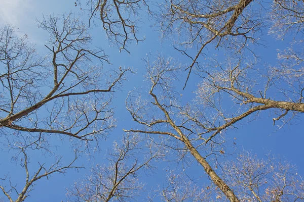 Bare branches of a tree canopy