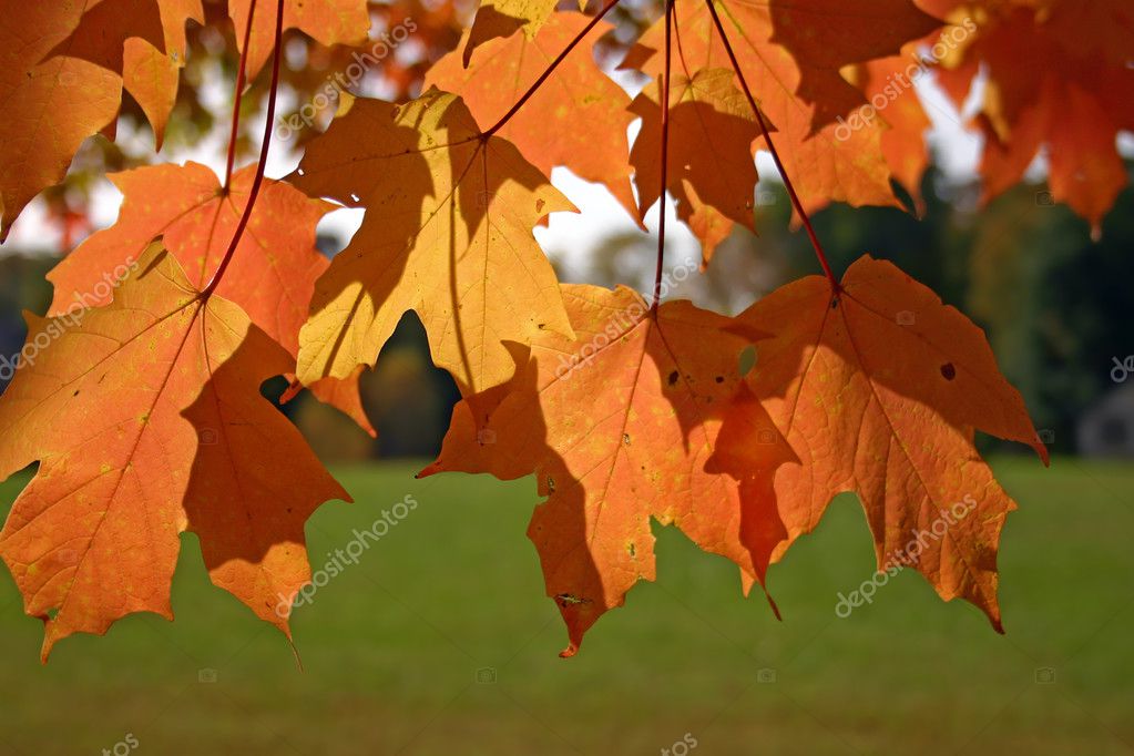 Orange och gula blad av socker lönn — Stockfotografi © sgoodwin4813