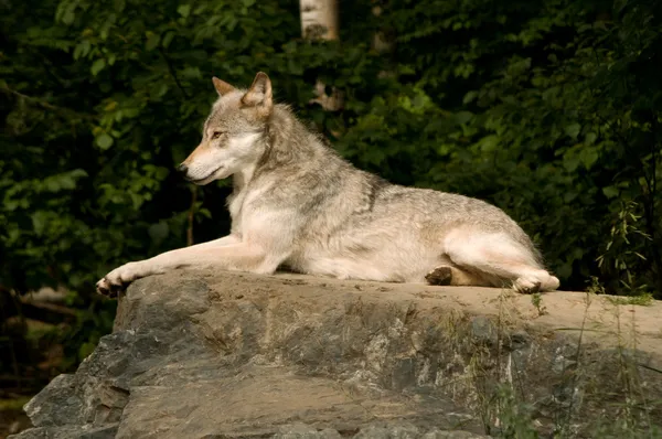 Lounging great plains wolf