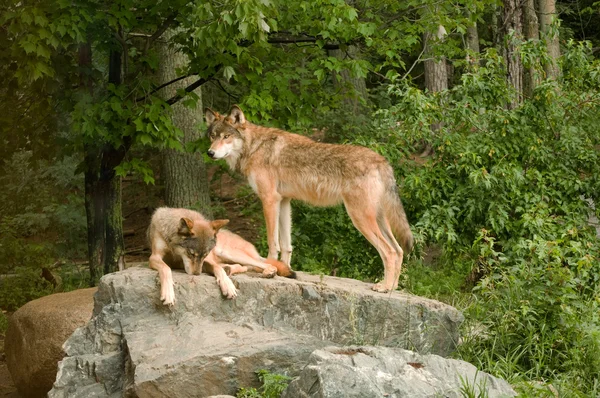 Two rocky mountain wolves on rock