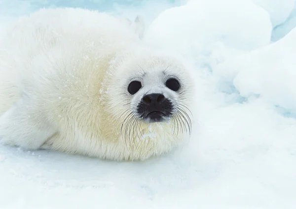 Seal pup enjoys