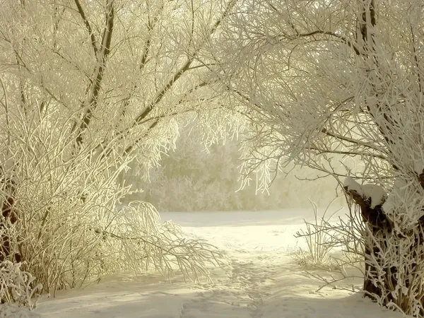 Winter lane among white willows