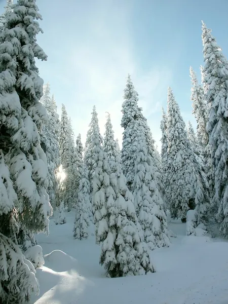Winter coniferous trees