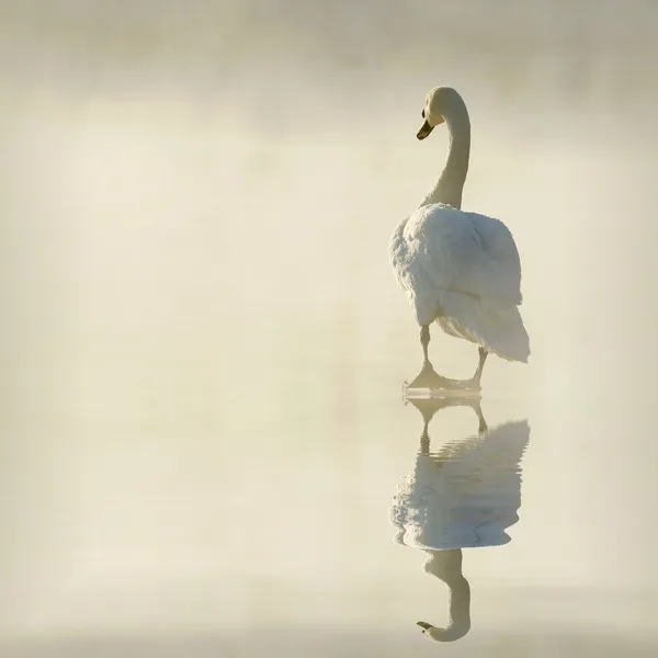 Swan on frozen lake
