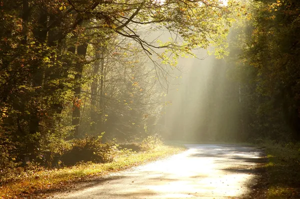 Misty road through autumn forest
