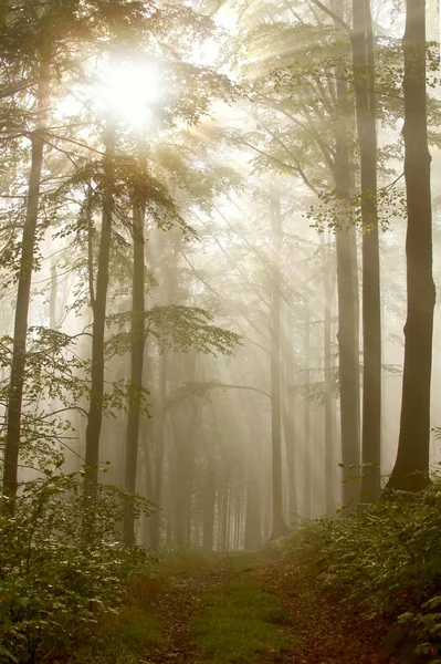 Trail through a misty forest