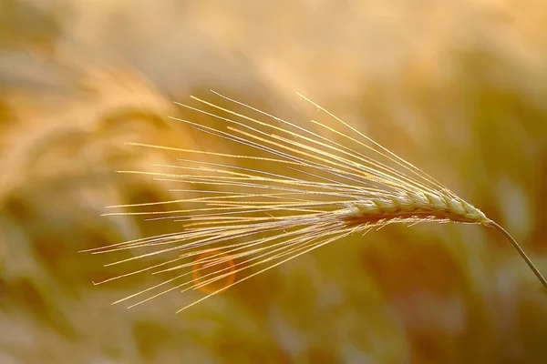 An ear of wheat at sunset