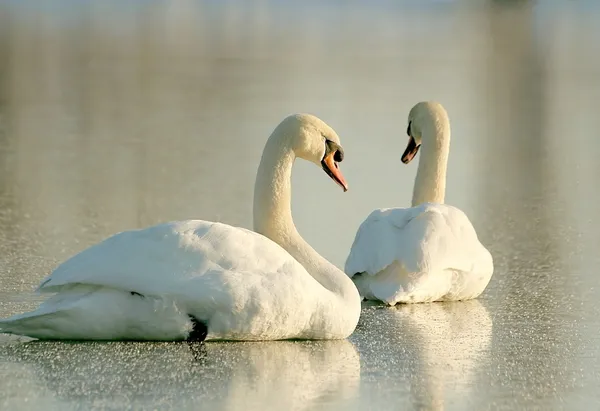 Swans on frozen lake