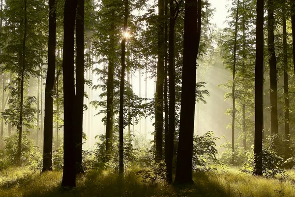 Sunlight falls into a misty forest
