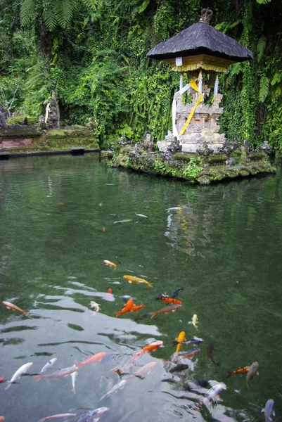 Pond and fish in a temple in Bali