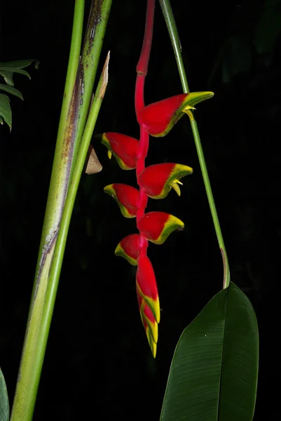 Red and yellow Paradise Birds flowers