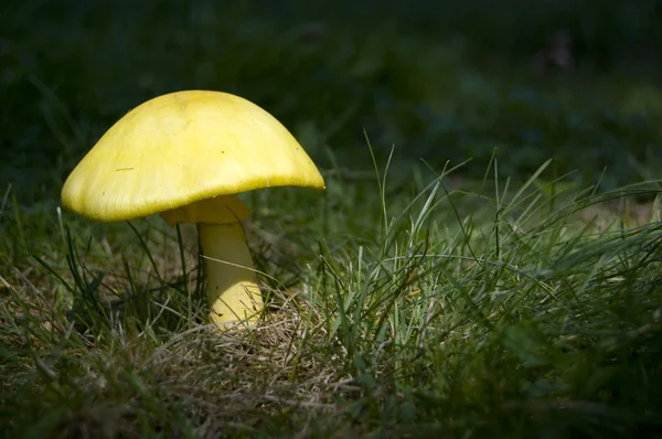 Mushroom in Sunshine
