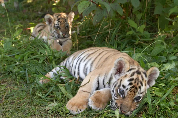 Sumatran tiger cubs — Stock Photo #1887367