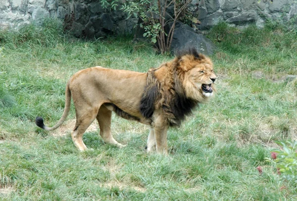 Kula Lion