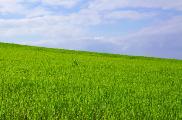 blue sky grass. Blue sky, green grass