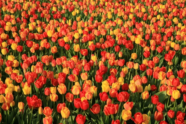 Netherlands Spring