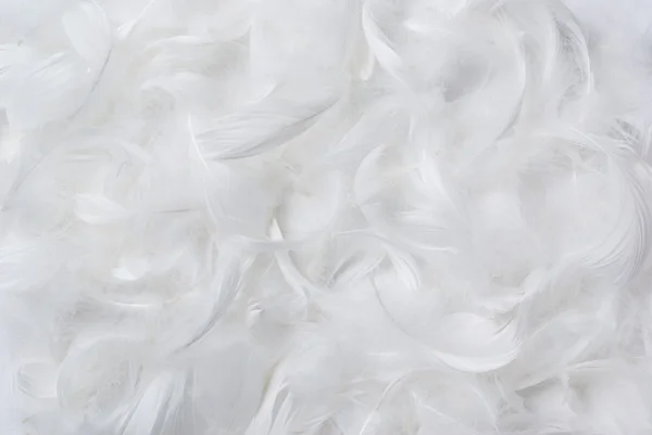 Feathers background