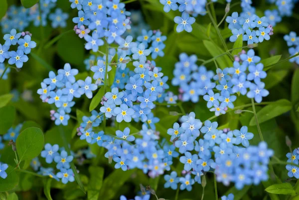 Group of wild forget-me-not flowers