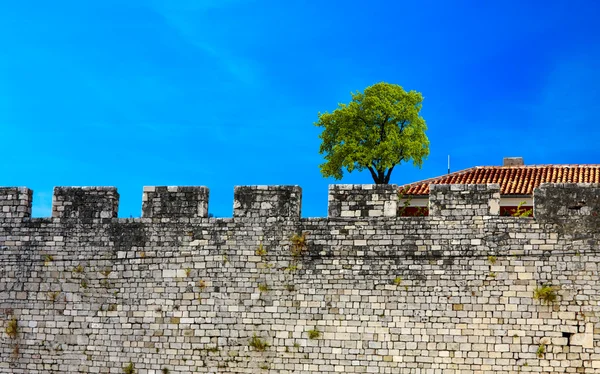 Old wall and green tree on a blue sky