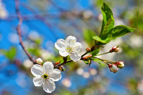 Spring flowers blossom on blue sky