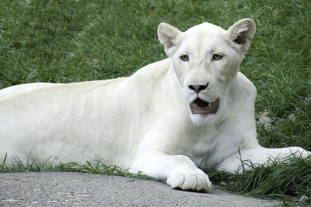 the white lioness