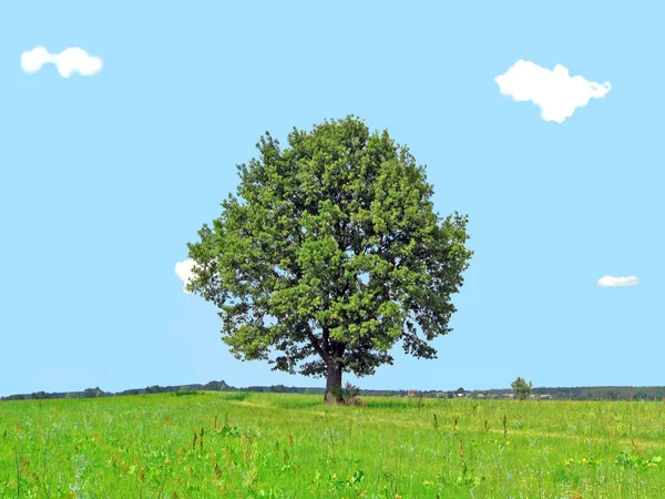 Single isolated green oak and blue sky.